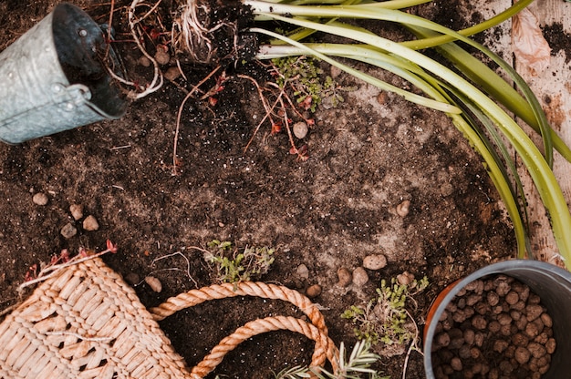 Foto gratuita giardino