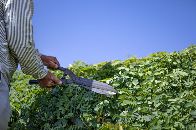 庭師は大きな剪定ばさみで茂みを切ります