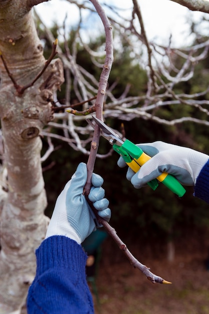 Gardener cutting dried branches