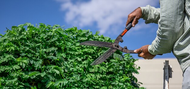 A gardener in the garden with a hut cuts a tree with hedgehogs against the sky