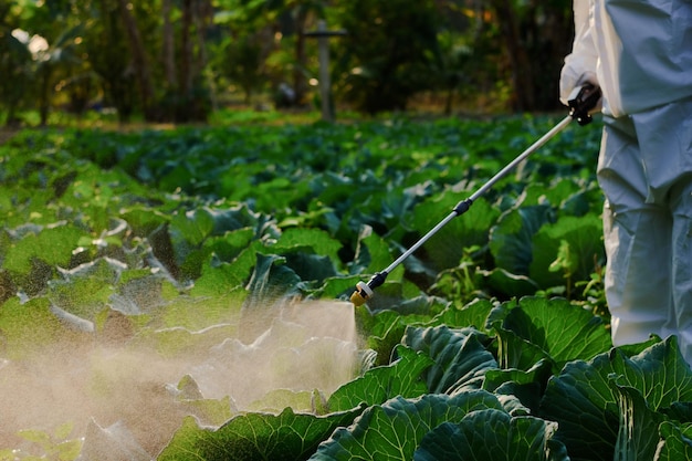 Садовник в защитном костюме распыляет инсектицид и химию на растение капусты