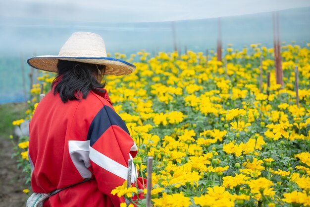 Gardener keeping Marigold flower in field