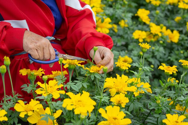 マリーゴールドの花を野原に保つ庭師