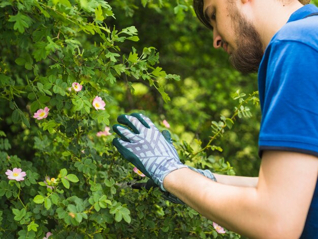 新鮮な緑の植物を見ている庭師