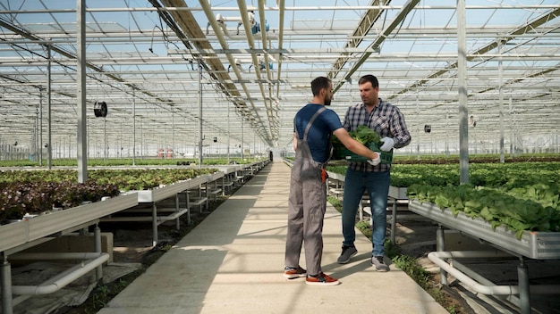 Gardener man holding box with organic cultivated salad working at agricultural production in hydroponics greenhouse plantation. agronomist worker harvesting fresh vegetable plantation