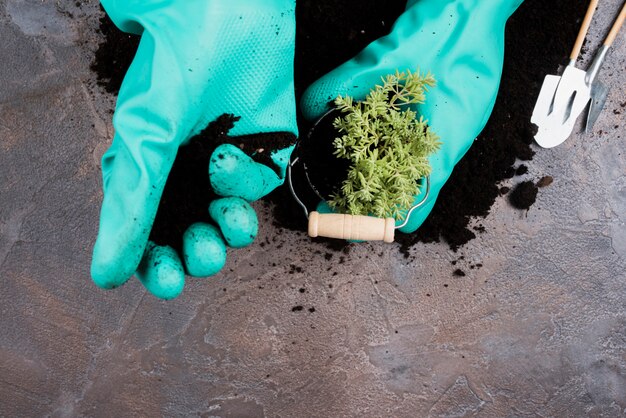 Gardener planting a green plant in bucket