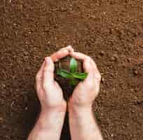 Free photo gardener planting on the ground