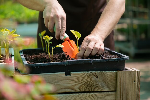 庭師は、シャベルを使って芽を植え、土を掘ります。クローズアップ、クロップドショット。ガーデニングの仕事、植物学、栽培の概念