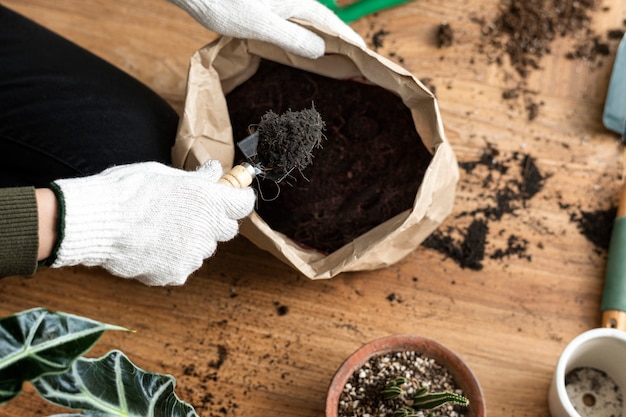 Free photo gardener repotting a houseplant
