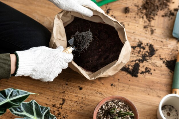 Gardener repotting a houseplant