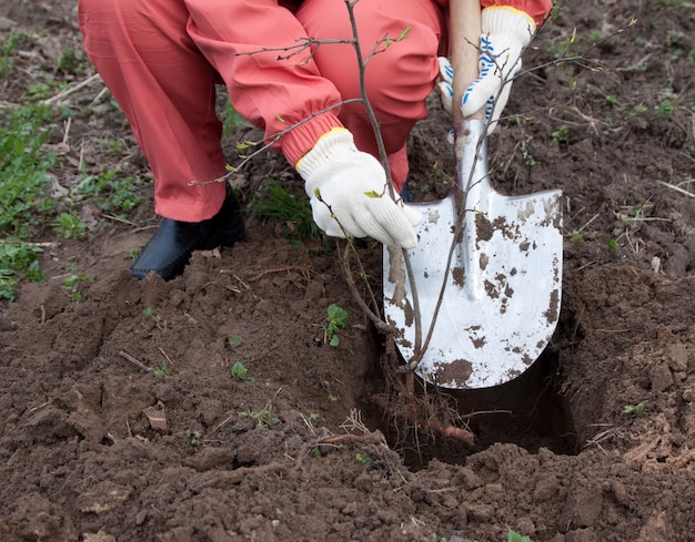 gardener sets  sprouts in orchard