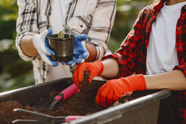 Gardeners hands. Woman transplanting plant a into a new pot