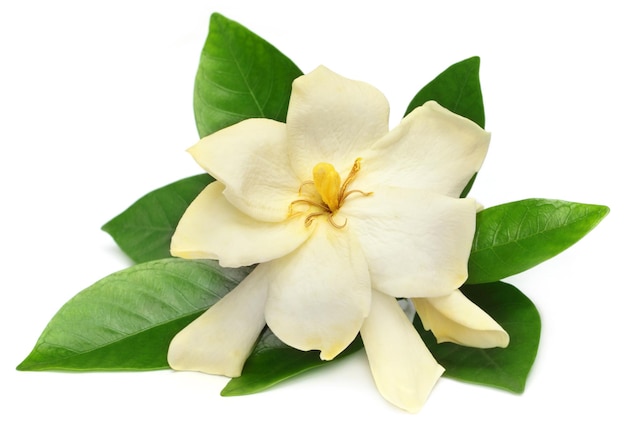 Гардения или гондхорадж цветок южной азии