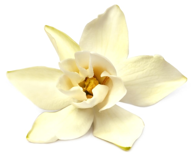 Гардения или цветок гондхорадж южной азии