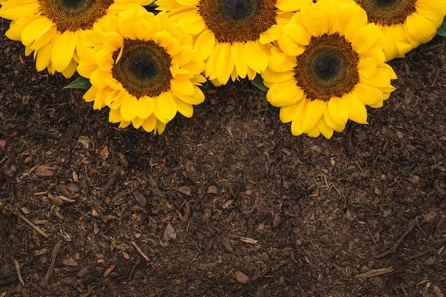 Gardening composition with close up view of sunflowers