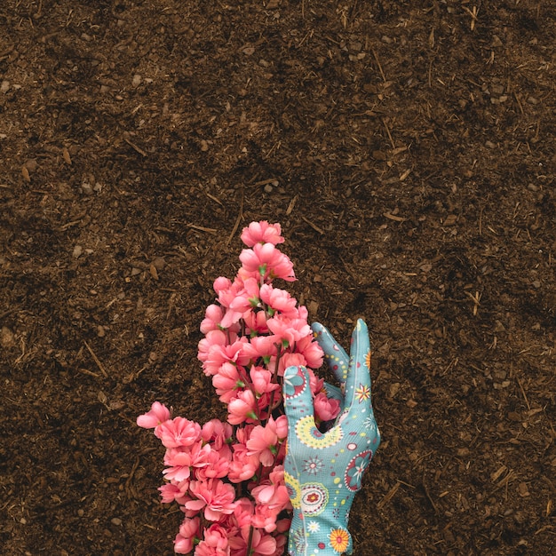 Foto gratuita composizione di giardinaggio con mano e fiore rosa