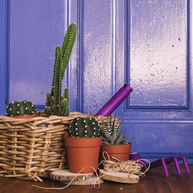 Foto gratuita composizione di giardinaggio con alcuni cactus