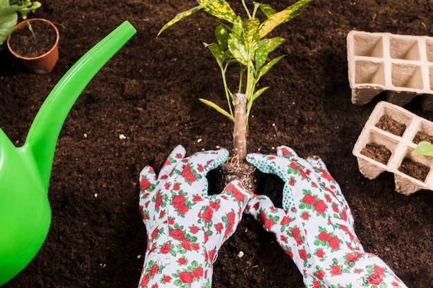 Free photo gardening concept with female hands