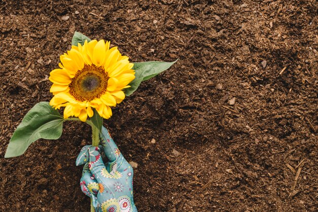 Gardening concept with hand and sunflower