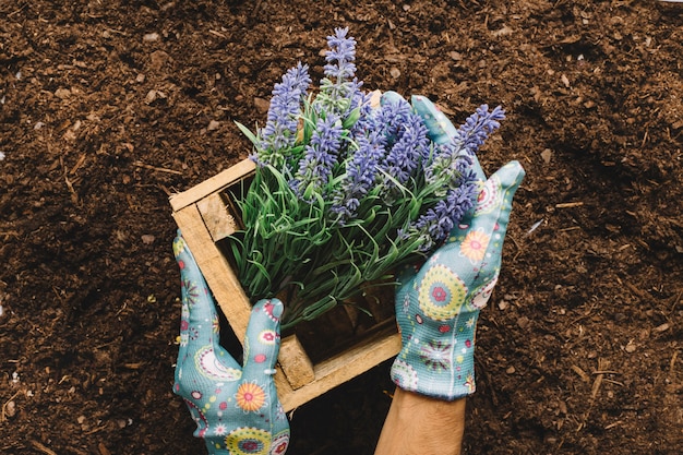 Gardening concept with hands holding wooden flower box