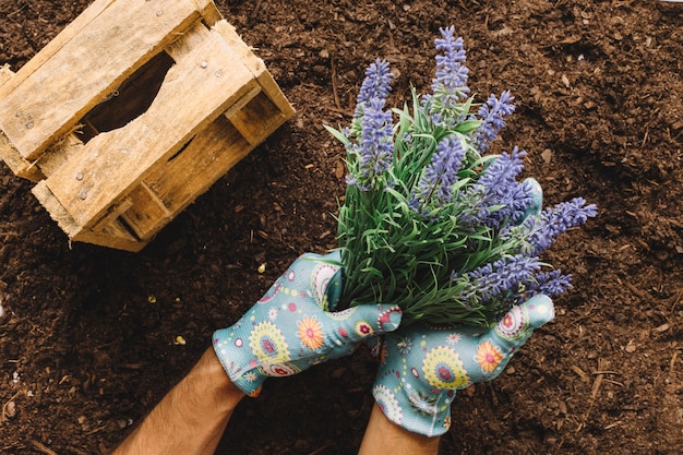 Концепция садоводства с рассадкой рук