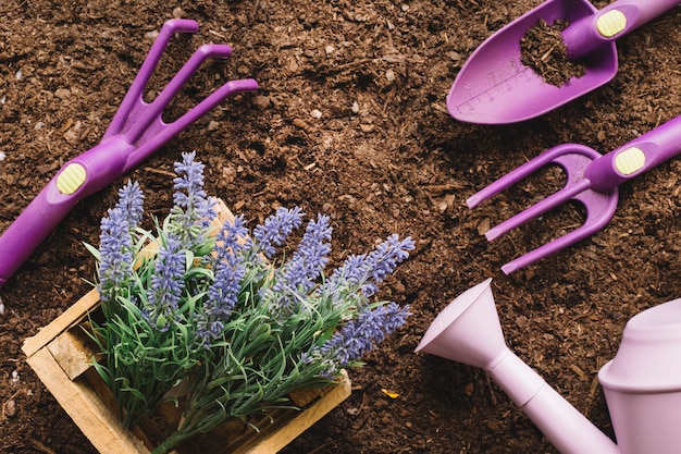 Concetto di giardinaggio con pianta e utensili