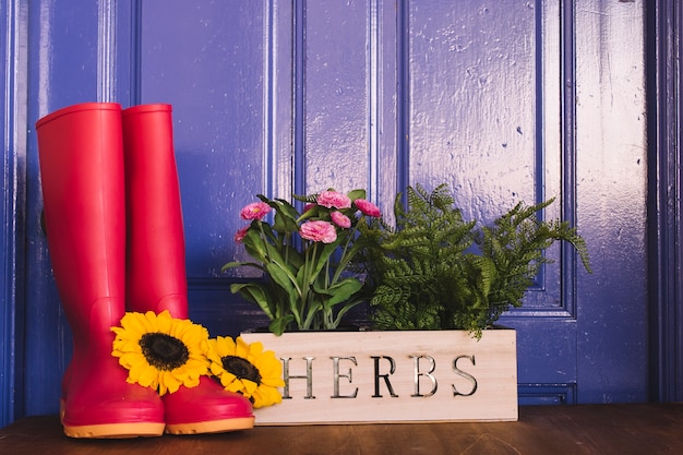 Gardening concept with sunflowers on gumboots