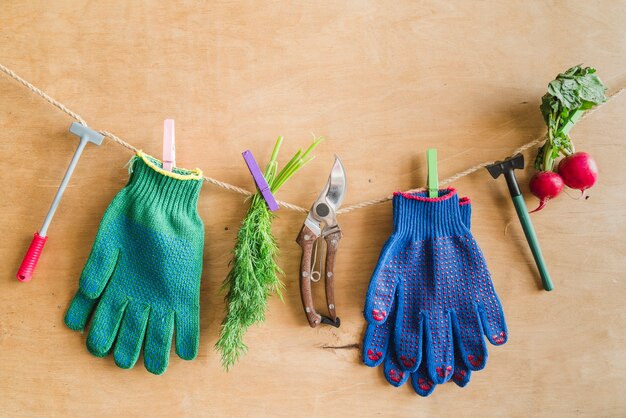ガーデニング用手袋ツール収穫ディル。木製の壁に対して洗濯はさみでロープにぶら下がっているカブ