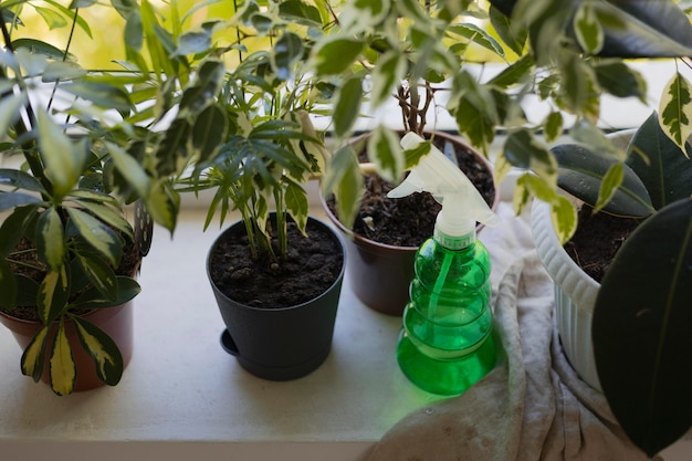 Gardening at home with water bottle