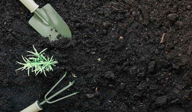 Gardening shovel and gardening rake on black dirt with plant