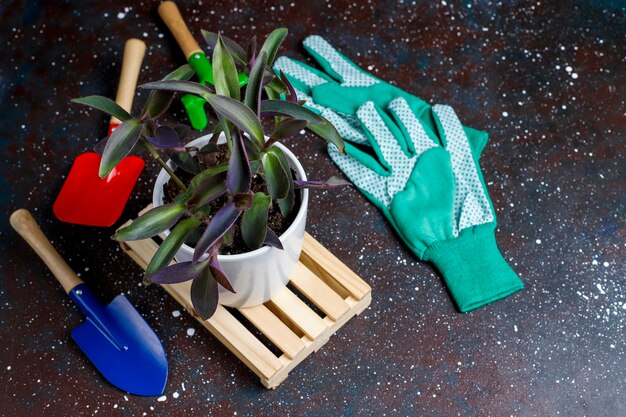 Gardening tools on dark background with house plant and gloves, top view