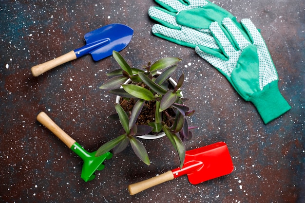 Gardening tools on dark background with house plant and gloves, top view