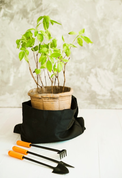 Gardening tools and plant in a bag