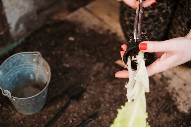 Gardening