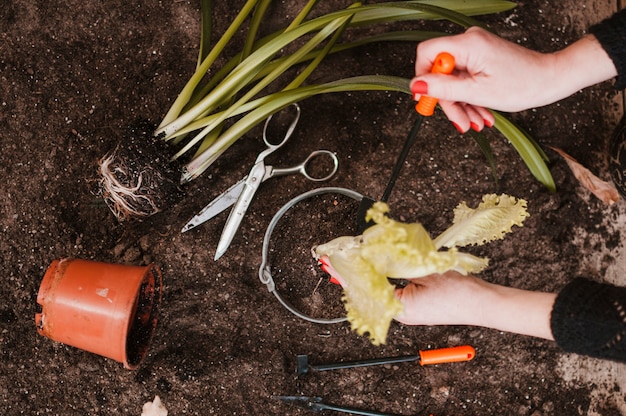 Foto gratuita giardinaggio