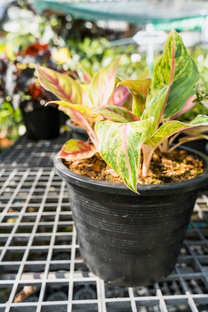 Foto gratuita giardinaggio