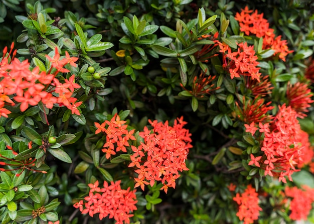 Foto gratuita giardinaggio