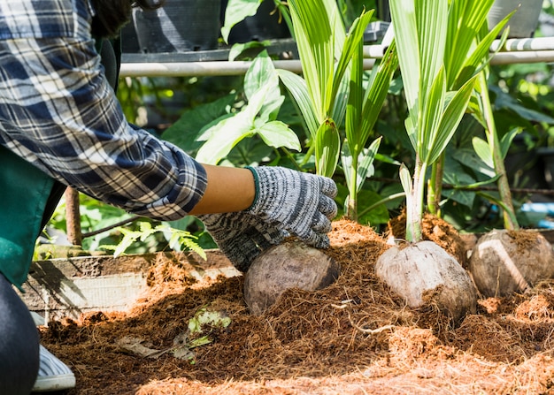 Free photo gardening