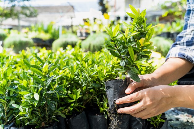 Gardening