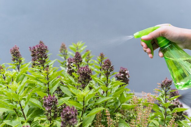 DIY Vinegar Spray: A Natural Solution for Garden Pests