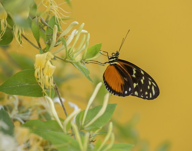 Gatekeeper sitting on a flower surrounded by greenery