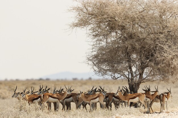 Gazelle herd resting under a dried tree in a savanna landscape