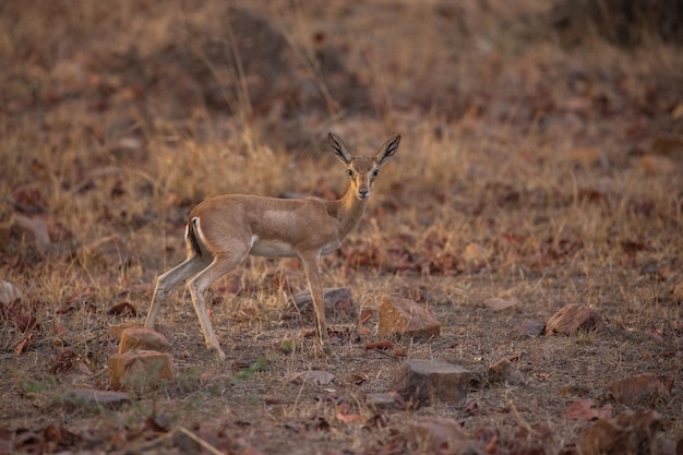 Foto gratuita gazzella nel suo habitat naturale