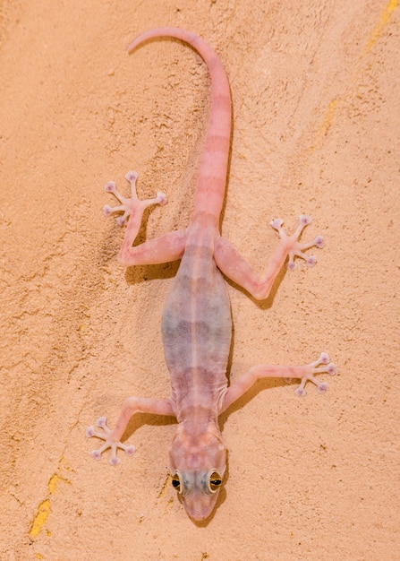 Free photo gecko on the wall