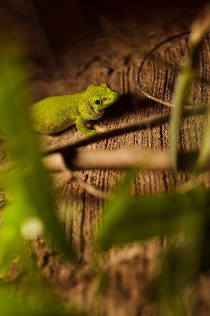 Free photo gecko