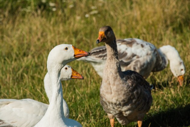 草の中のガチョウ 国鳥 ガチョウの群れ 伝統的な村のガチョウ農場でガチョウが放牧している 村で走っているグループのガチョウ 白と灰色のガチョウ プレミアム写真 草の中のガチョウ 国鳥 ガチョウの群れ 伝統的な村のガチョウ農場でガチョウが放牧している 村で走っているグループのガチョウ 白と灰色のガチョウ プレミアム写真