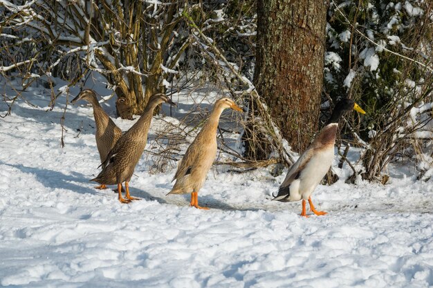 Geese walking on the snow in a park