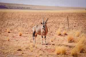 Бесплатное фото Антилопа gemsbok посреди пустыни в намибии, африка