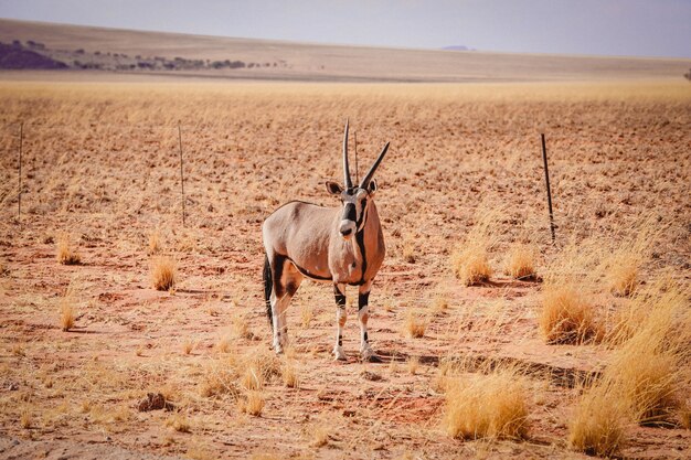 Антилопа Gemsbok посреди пустыни в Намибии, Африка
