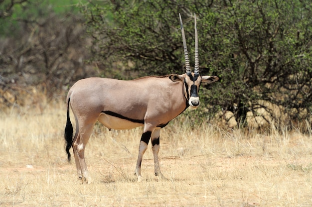 Foto gratuita antilope gemsbok nel parco